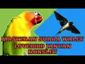 Download Lagu MASTERAN JERNIH SUARA WALET MERANGSANG BIRAHI LOVEBIRD JANTAN