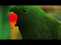 Flume - Go (Official Music Video)