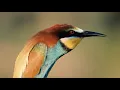 Download Lagu Flume - Go (Official Music Video)