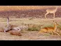 Download Most Nail-Biting Moments | Top 5 | BBC Earth mp4 3gp mp3 videos - waplic