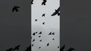 Flying Birds Birds Flying Nature Wildlife Sounds Sky Calmingsounds 