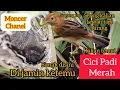 Lagu Cara Mudah Menemukang Sarang Cici Padi Merah || SARANG CICI KEPALA MERAH