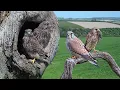 Download Lagu Survival Story of a Kestrel Family | Full Story | Mr \u0026 Mrs Kes | Robert E Fuller