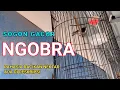 Lagu SOGOK ONTONG GACOR NGOBRA | SOGON GACOR NGOBRA | KOLIBRI SRIGANTIL GACOR NGOBRA