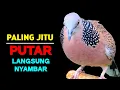 Download Lagu Suara Burung Tekukur Gacor Paling Bagus 2025 Cocok Untuk Pancingan Agar Bunyi