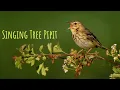 Lagu The Amazing Tree Pipit Song: Listen to Its Beautiful Calls in Nature