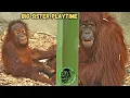 Download Lagu Toddler Hillda Finally Gets Big Sisters To Play With Her ! #orangutan