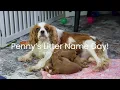 Dolly s Cavapoo Litter Reveal