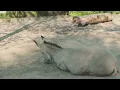 40 The Donkey s Clever Trick Backfires