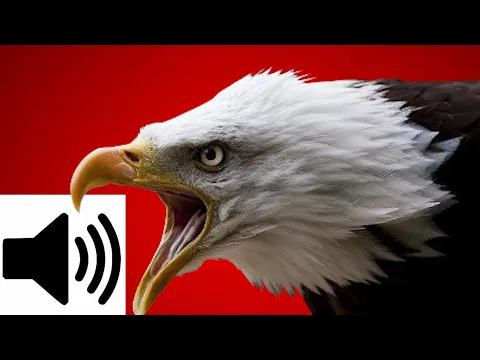 Download MP3 EPIC EAGLE SOUND