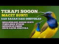 Download Lagu Terapi SOGON macet bunyi dan SOGON ombyokan ampuh merangsang sogon agar cepat bunyi