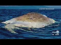 Teeth being taken from dead whale