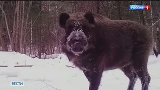 Сотрудники заповедника под Хабаровском вышли на поиски кабана-великана