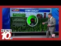 Why cornfields can make summers feel more humid