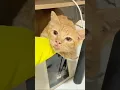 Cat Coronavirus Testing