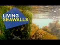 Living Seawalls