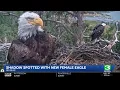 Bald eagle Shadow spotted with KD1 days after Jackie s death