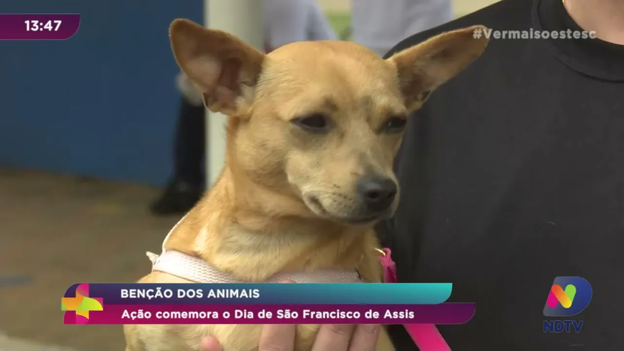 Bênção dos animais: ação comemora o Dia de São Francisco de Assis em Chapecó