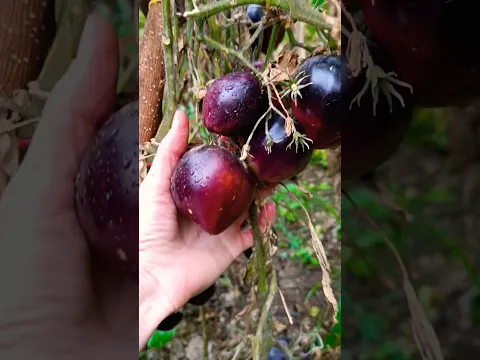 13 октября #армения #ереван #помидоры #урожай #дача