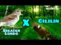 Download Lagu CILILIN X SIKATAN LONDO™cililin eps #3 #masteranburung #cililin #sikatanlondo