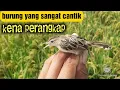 Download Lagu cara mudah menjebak burung cici padi di sawah||100% Akurat..👍👍