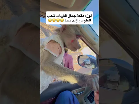 لوزة ملكة جمال القردات سرقت الزلط من يدي عيني عينك تعشق الزلط أكثر من أي شيء 😂🤣🤩