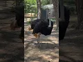 Download Lagu Ostrich sounds