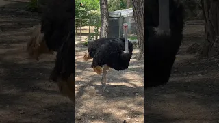 Ostrich Sounds 