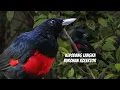 Download Lagu MENGENAL KEPODANG DADA MERAH YANG LANGKA DAN HARGANYA