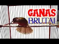 Download Lagu Semburan MAUT kapas tembak BUKOR | Ampuh memancing emosi katem anda dirumah