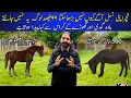 The Shocking Truth Why Mules Can t Breed Science Unveils 500-Year History Hinny Vs Mule and Horse