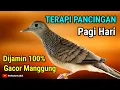 Lagu Perkutut Lokal Gacor Suara Besar TERAPI Perkutut Paling Ampuh Agar Cepat Bunyi #perkututlokalgacor