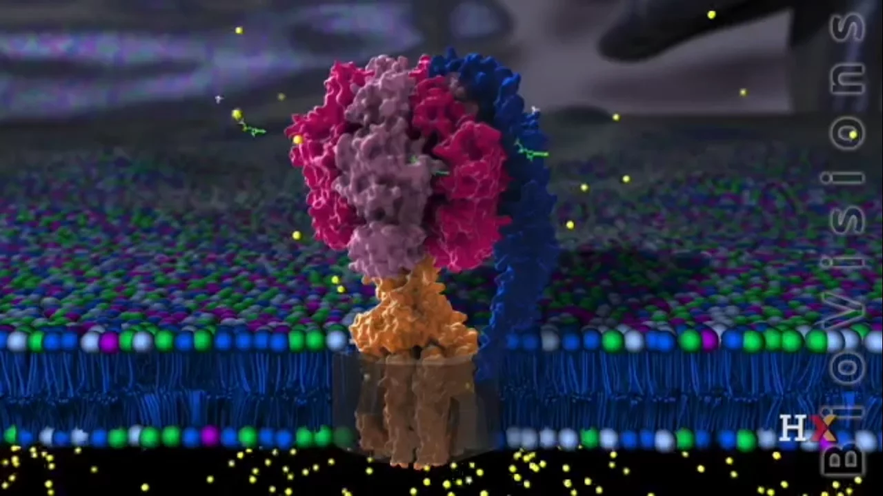 ATP Synthase Structure