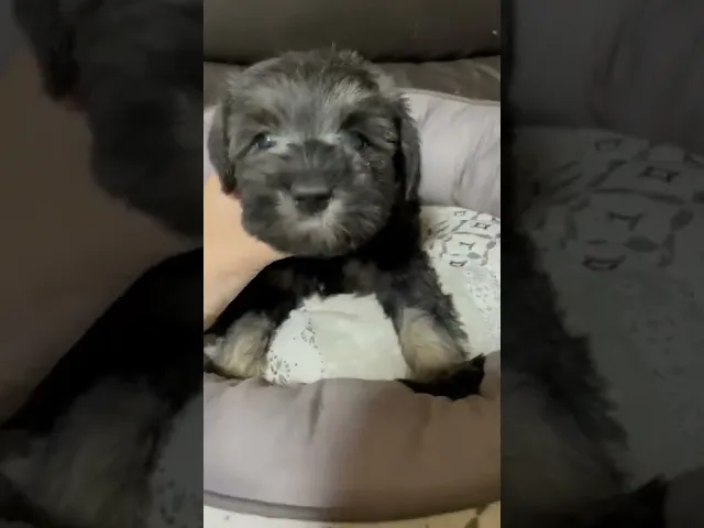 動画