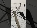 Lagu Caw Caw Crowing Crows Sounds Wildlife Crowing Singing Crow Sound Amazing Crowing Crows #shorts