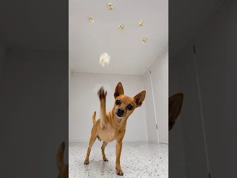 CRIANÇA SEM CELULAR #3  #pets #petsfofinhos
