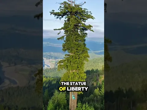 The tallest tree in the U.S. (bigger than the Statue of Liberty)