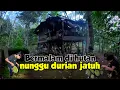 Lagu NUNGGU DURIAN JATUH malam hari PONDOK KEBUN