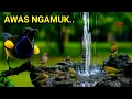 Lagu Hitungan detik langsung gacor‼️ Pancingan sogon agar emosi ngleper