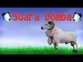 Download Lagu Suara domba garut, domba adu | biri-Biri