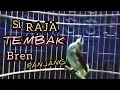 Download Lagu Suara tembakan burung trucukan NGEBREN panjang