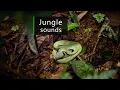 Download Lagu Rainforest sounds - Night in the jungle