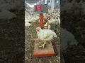 Broiler chicks #poultryfarming #poultryideas #murgifarm #murgifarm