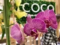 Coco Nails Spa Downtown Greenville Hudson