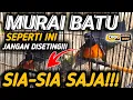 Download Lagu STOP !! MURAI BATU SEPERTI INI JANGAN DISETING !! SIA- SIA SAJA