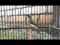 Pancingan burung Remetuk laut bahan supaya cepat bunyi gacor