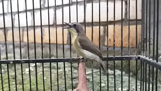 pancingan burung remetuk laut bahan supaya cepat bunyi gacor