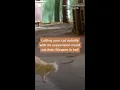 Download Lagu Letting your cat outside with no supervision...