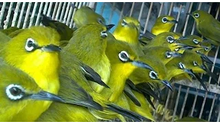 terapi air untuk pleci macet bunyi zosterops water therapy part 2