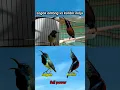 Download Lagu ADU VOLUME DAN KEUNIKAN KOLIBRI NINJA VS SOGOK ONTONG